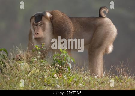 Nature faune de l'énorme macaque pigtail trouver la mite comme nourriture sur la nature jungle profonde Banque D'Images