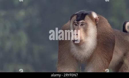 Nature faune de l'énorme macaque pigtail trouver la mite comme nourriture sur la nature jungle profonde Banque D'Images