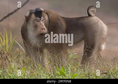 Nature faune de l'énorme macaque pigtail trouver la mite comme nourriture sur la nature jungle profonde Banque D'Images