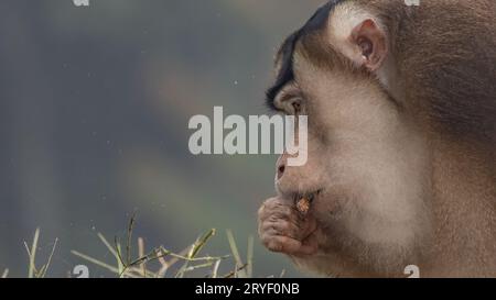 Nature faune de l'énorme macaque pigtail trouver la mite comme nourriture sur la nature jungle profonde Banque D'Images