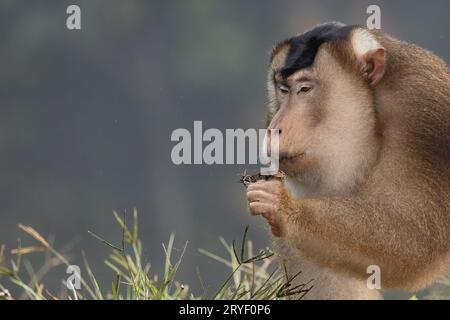 Nature faune de l'énorme macaque pigtail trouver la mite comme nourriture sur la nature jungle profonde Banque D'Images