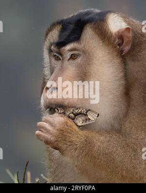 Nature faune de l'énorme macaque pigtail trouver la mite comme nourriture sur la nature jungle profonde Banque D'Images