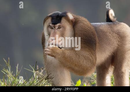 Nature faune de l'énorme macaque pigtail trouver la mite comme nourriture sur la nature jungle profonde Banque D'Images