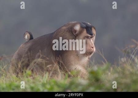 Nature faune de l'énorme macaque pigtail trouver la mite comme nourriture sur la nature jungle profonde Banque D'Images