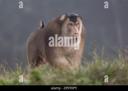 Nature faune de l'énorme macaque pigtail trouver la mite comme nourriture sur la nature jungle profonde Banque D'Images