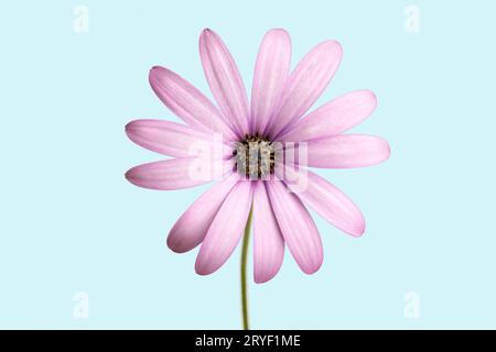 Fleur pourpre de cap marguerite isolée sur fond bleu. Dimamorphotheca ecklonis Banque D'Images