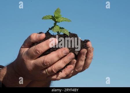 Tenir la terre et l'humus en main Banque D'Images