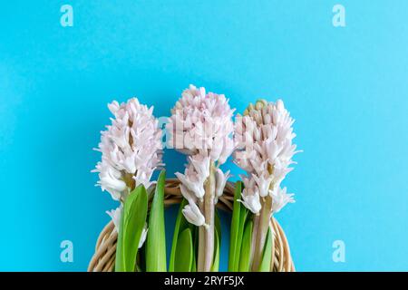 Trois fleurs en jacinthe sur fond bleu vif avec espace de copie pour le texte. Joyeuses Pâques. Banque D'Images