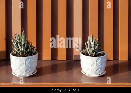 Deux plantes succulentes en pots blancs comme décoration extérieure moderne Banque D'Images