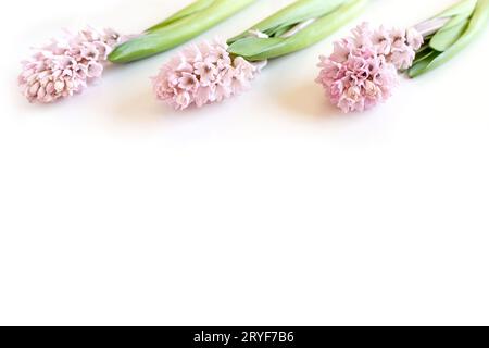 Trois fleurs en jacinthe sur fond blanc avec espace de copie pour le texte. Joyeuses Pâques. Banque D'Images