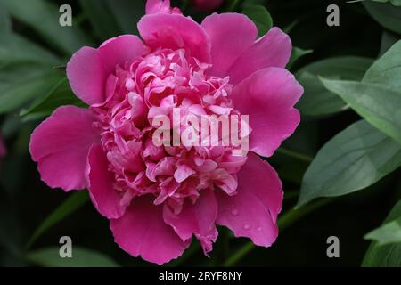 Tête de fleur de pivoine rose violet Banque D'Images
