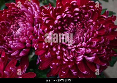 Fleurs d'aster violettes en gros plan Banque D'Images