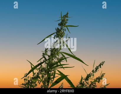 Fleurs de cannabis vertes fraîches au coucher du soleil Banque D'Images