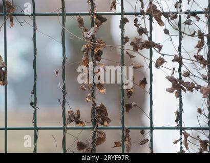 Feuilles des arbres en automne Banque D'Images