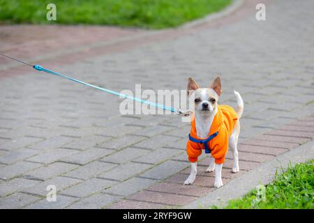 Mignon chihuahua dans des vêtements colorés sur une laisse marchant dans la rue Banque D'Images