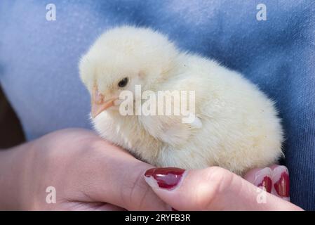 Jeune poussin dans une ferme Banque D'Images