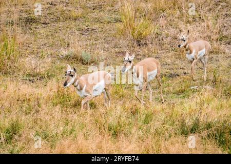 Trois jeunes hommes marchant dans l'antilocapre Parc National de Yellowstone, Wyoming, USA Banque D'Images