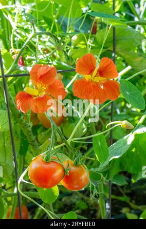 Issaquah, Washington, États-Unis. Fleurs Nasturtium poussant comme plantes compagnons pour les tomates Sungold. Banque D'Images