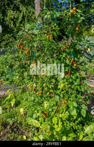 Issaquah, Washington, États-Unis. Tomates cerises poussant dans des cages avec des tomates mûres. Les variétés sont Sungold, puis Cherry Roma et Super Nova tomates. Banque D'Images