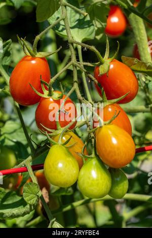Issaquah, Washington, États-Unis. Tomates cerises Roma sur la vigne à différents stades de maturité. Banque D'Images