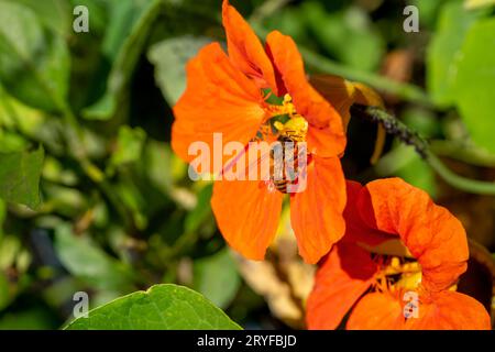 Issaquah, Washington, États-Unis. Abeille pollinisant une fleur de nasturtium. Banque D'Images