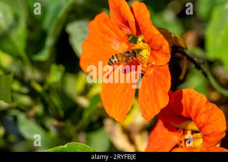 Issaquah, Washington, États-Unis. Abeille pollinisant une fleur de nasturtium. Banque D'Images