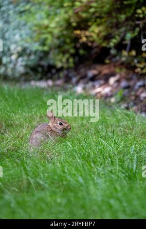Issaquah, Washington, États-Unis. Brosse lapin assis dans une pelouse. C'est un petit lapin aux pattes courtes et à la queue courte. Banque D'Images