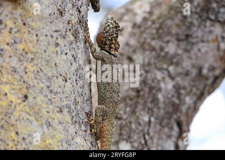 Gros plan d’un lézard de lave amazonien (Tropidurus oreadicus) sur un arbre, Chapada dos GuimarÃ£ es, Brésil Banque D'Images