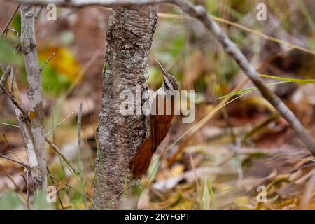 Lepidocolaptes angustirostris, Chapada dos GuimarÃ£es, Brésil Banque D'Images