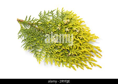 Branche chinoise de thuja avec des cônes en croissance isolés sur fond blanc. Platycladus orientalis Banque D'Images