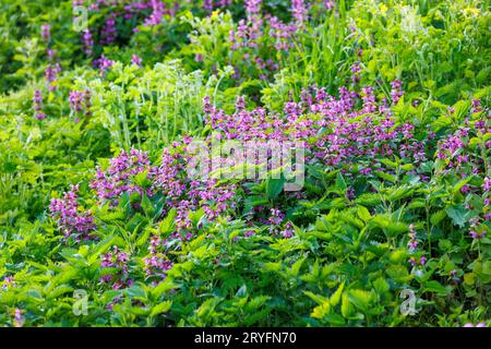 Ortie rouge mort en fleur - Lamium purpurem Banque D'Images