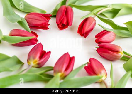 Tulipes rouges fraîches disposées en cercle avec un espace de copie au milieu. Carte postale prête. Banque D'Images