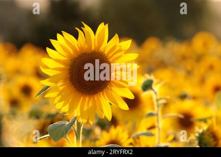 Tournesol Banque D'Images