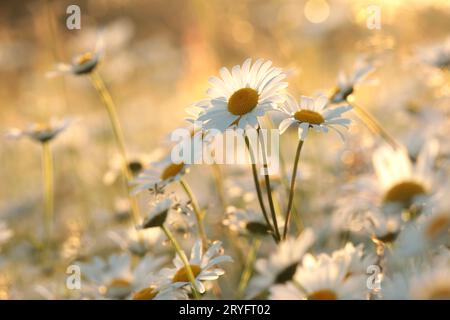 Marguerites Banque D'Images