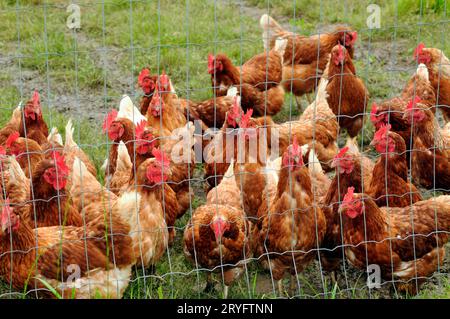 Élevage de poulets et d'espèces en liberté Banque D'Images