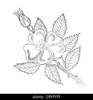 Branche graphique de la fleur de rose d'eglantine avec des barries sur fond blanc. Illustration à l'encre noire et blanche dessinée à la main. Banque D'Images