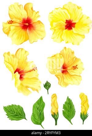 Ensemble d'hibiscus jaune aquarelle, fleurs tropicales. Grandes fleurs ensoleillées dessinées à la main et feuilles vertes Banque D'Images