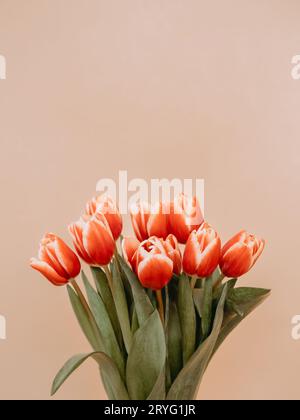 Bouquet de tulipe rouge sur fond beige Banque D'Images