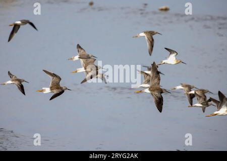 Troupeau d'oiseaux de rivage en vol Banque D'Images