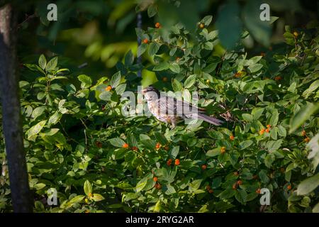 The American robin (Turdus migratorius) Stock Photo