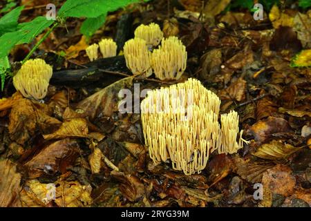 Belle clavaria ; champignon du corail rose ; belle clavaria Banque D'Images