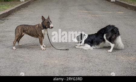 Bull terrier et border collie à l'extérieur. Deux chiens en promenade. Banque D'Images