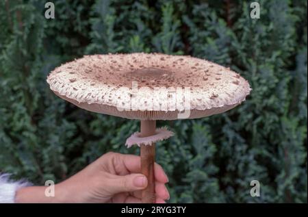 Femme tenant un champignon parasol (Macrolepiota procera) dans sa main. Gros plan. Détails. Banque D'Images