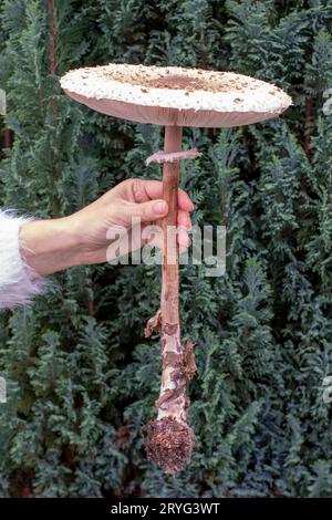 Femme tenant un champignon parasol (Macrolepiota procera) dans sa main. Gros plan. Détails. Banque D'Images