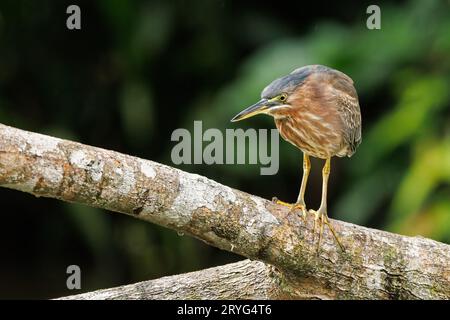 Héron vert perché sur une branche dans le parc national de Tortuguero, Costa Rica Banque D'Images