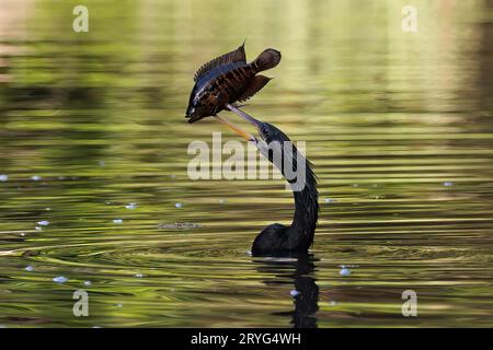 Pêche Anhinga dans la rivière Tortuguero, Costa Rica Banque D'Images