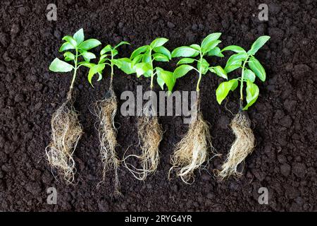 Gros plan de jeunes pousses de basilic présentant leurs systèmes racinaires denses, soigneusement disposés en rangée sur un sol fraîchement labouré. Jardinage et agriculture r Banque D'Images