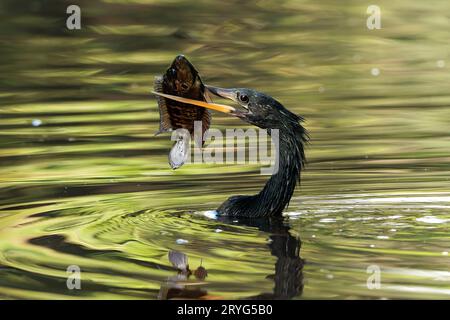 Pêche Anhinga dans la rivière Tortuguero, Costa Rica Banque D'Images