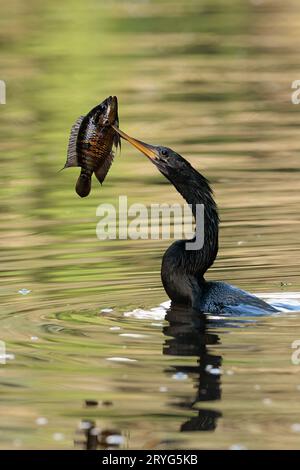 Pêche Anhinga dans la rivière Tortuguero, Costa Rica Banque D'Images