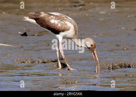 Ibis blanc américain juvénile marchant dans le parc national de Tortuguero, Costa Rica Banque D'Images